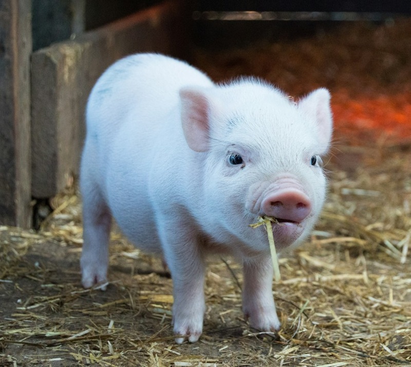 Schweinchen Babe