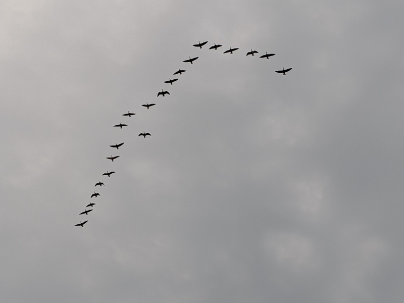 Gänse-Express Gänse-Express