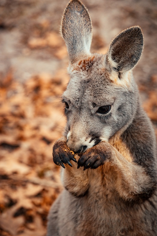 Wallabywäsche Wallabywäsche
